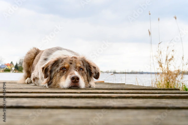 Obraz Australian Shepherd
