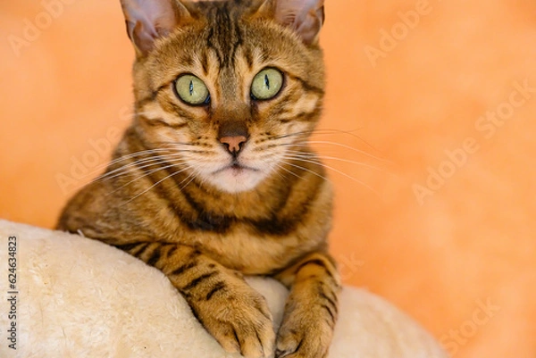 Obraz Bengalkatze