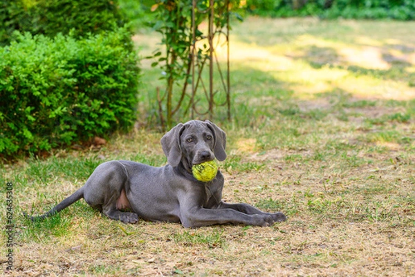 Obraz Weimaraner