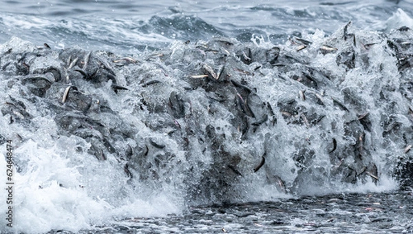 Fototapeta Fish rolling in the waves