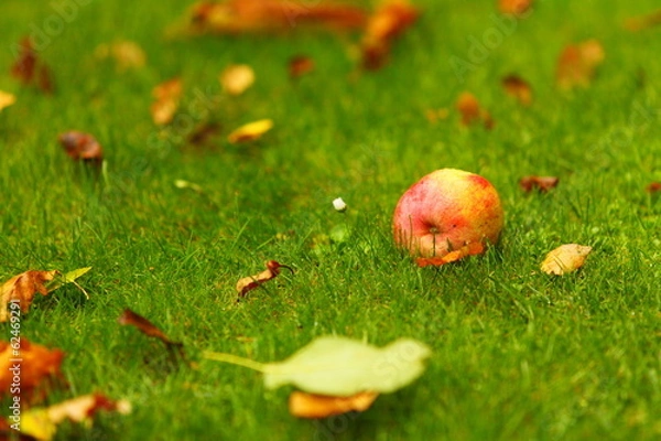 Fototapeta Autumn background, red apples on ground in garden