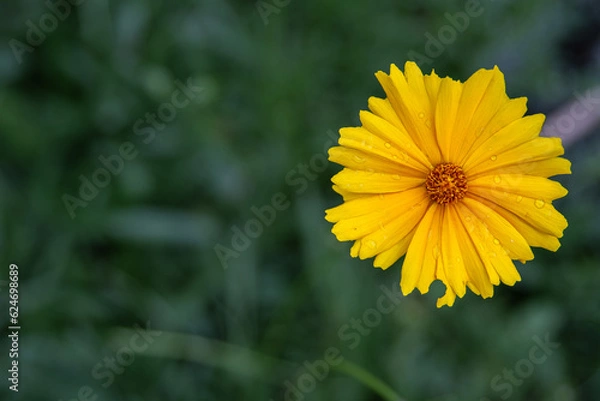 Fototapeta Delicate Yellow Calendula Flower with Raindrops