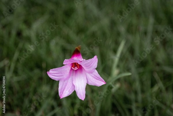 Fototapeta Vibrant Dual-Tone Purple Copper Lily