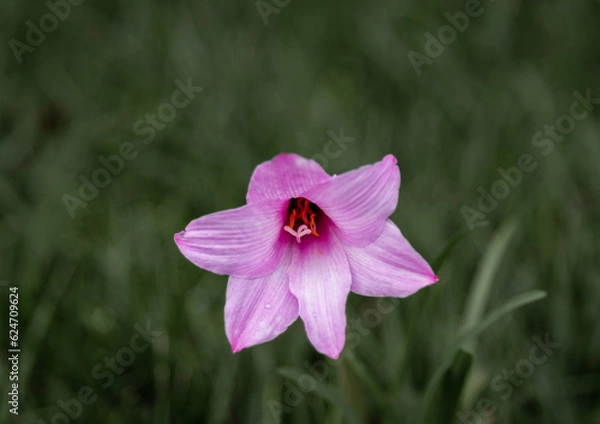 Fototapeta Centrally Enchanting: Purple Copper Lily in Full Bloom