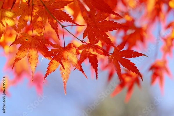 Fototapeta カエデの紅葉のクローズアップ