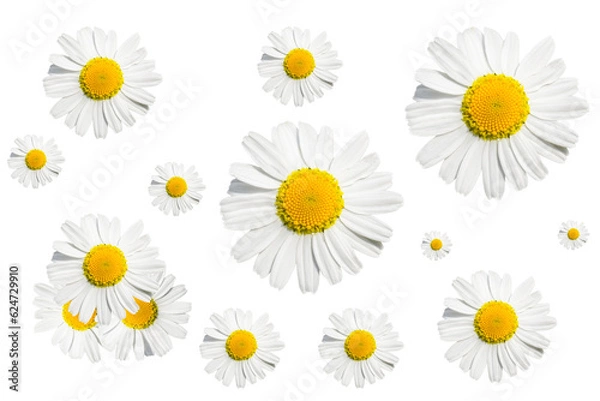 Fototapeta Seamless pattern with chamomile flowers on white background. Daisy or chamomile background.