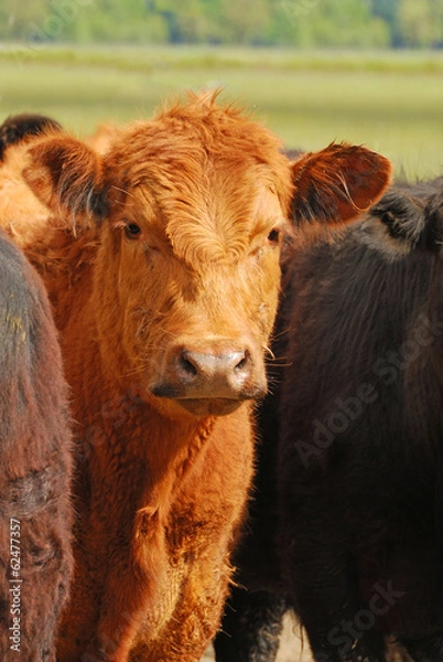 Fototapeta Angus Cross