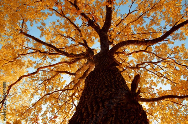 Fototapeta Maple tree in autumn, yellow crown view from below