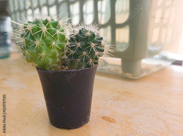 Fototapeta cactus in a pot