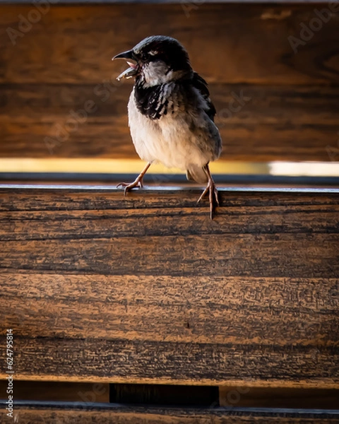 Obraz bird on the bench