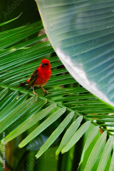 Obraz bird on a leaf