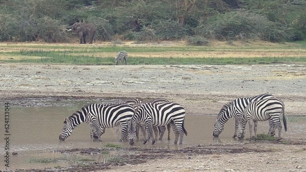 Obraz zebras drinking water