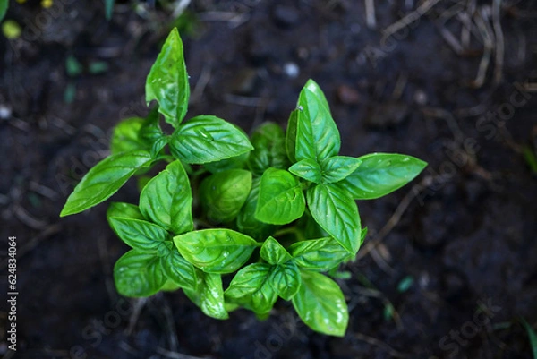 Obraz Green Basil plant in dark background
