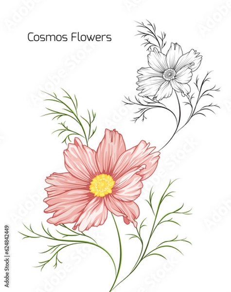 Obraz Pink cosmos flowers line art set isoladet on white background.