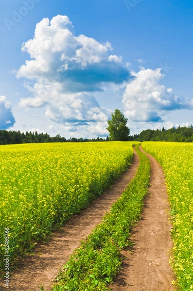Fototapeta Country road across rape field