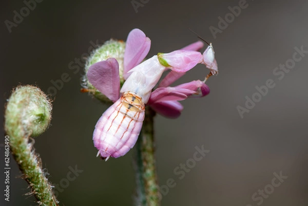Fototapeta Close up of Orchid Mantis, Hymenopus coronatus on a fern
