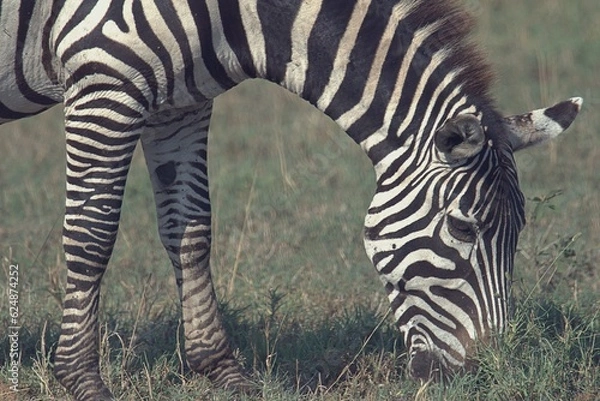 Obraz grazing zebra