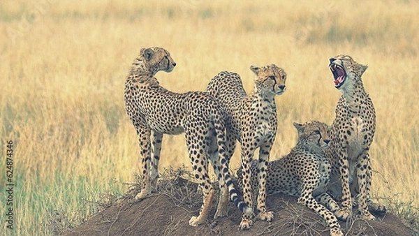 Obraz cheetah brothers