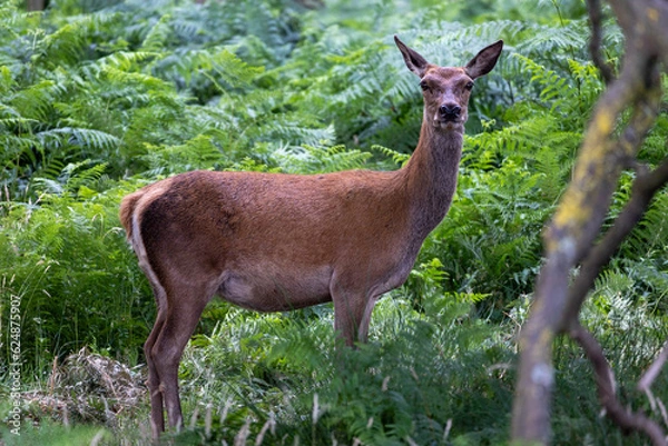 Obraz Deer in the Wild