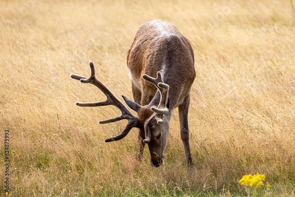 Obraz Stag Feeding on Grass