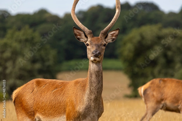 Obraz Deer Pulling a Face