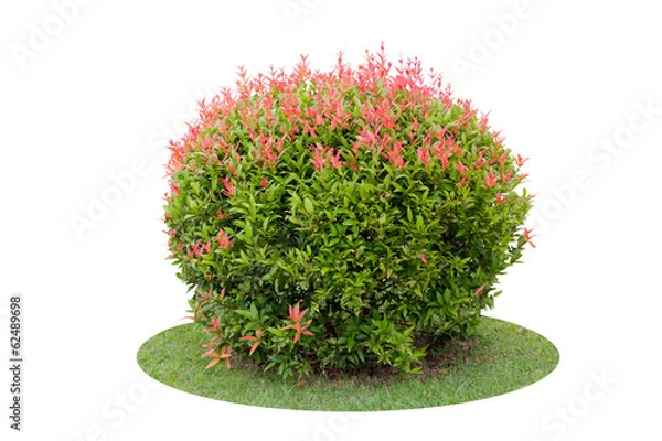 Obraz Colorful shrub of short Pigeon Berry tree isolated over white ba