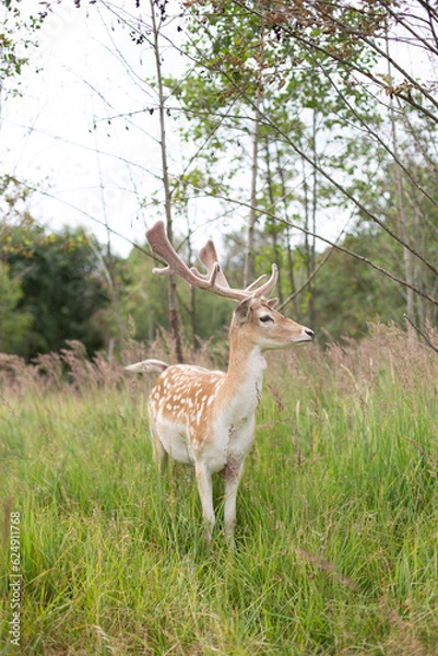 Obraz deer in the forest 