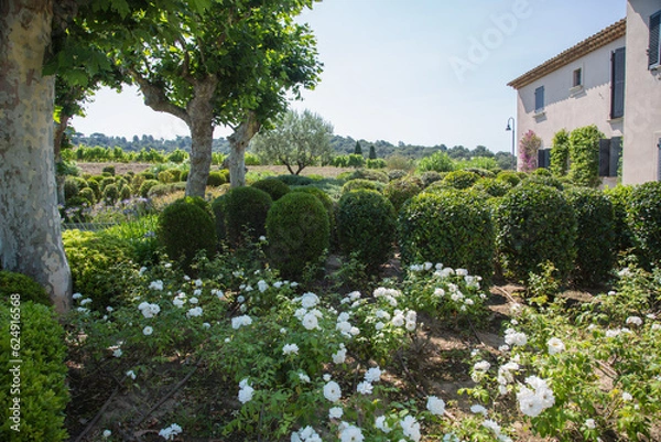 Fototapeta Mediterranean garden design and landscaping, Provence, France: Beautifully planted front garden of a winery with white roses and various green plants and bushes between old plane trees