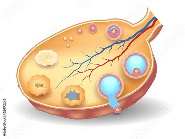 Fototapeta Healthy ovary structure, follicular development