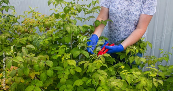 Fototapeta A woman with a hidden face in gloves cuts green raspberry branches on a summer day and a space for copying. Concept gardening and plant care