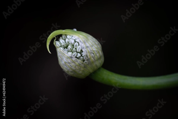 Obraz Bursting onion