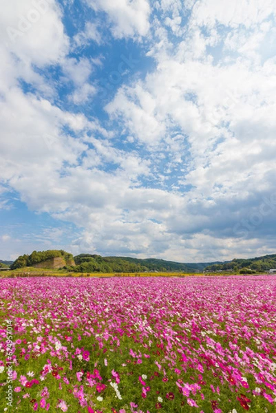Fototapeta 青空とコスモス畑（大分県中津市）