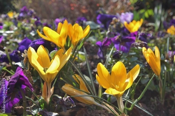 Obraz Crocus au jardin