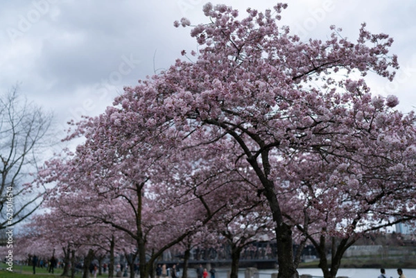 Obraz Cherry blossom trees