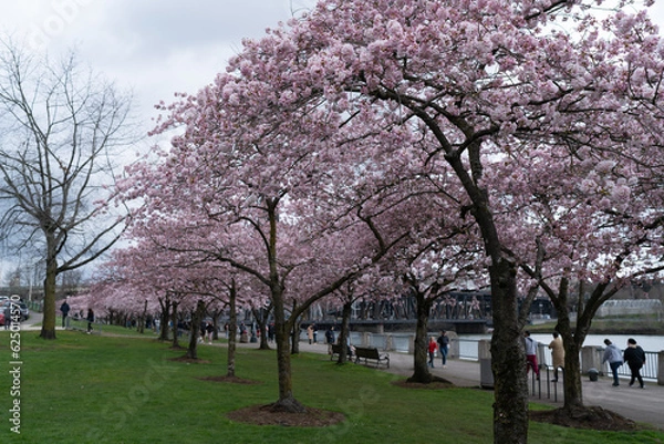 Obraz Cherry blossom trees