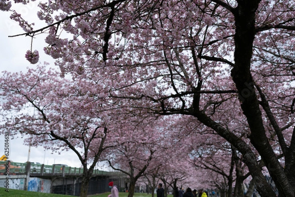 Obraz Cherry blossom trees