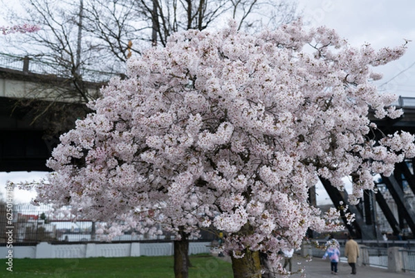 Obraz Cherry blossom trees