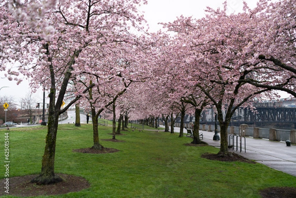 Obraz Cherry blossom trees