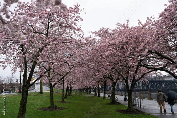 Obraz Cherry blossom trees