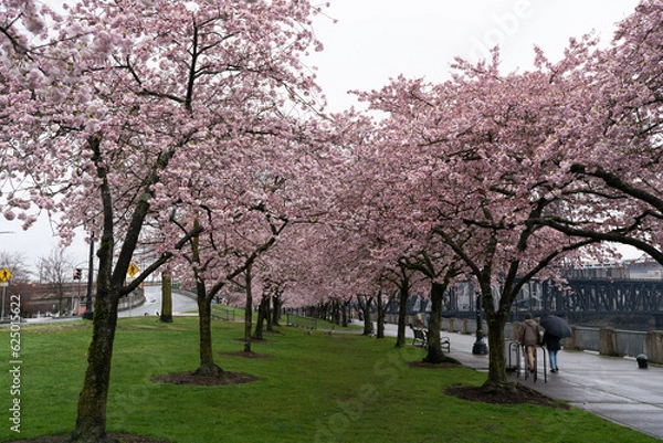 Obraz Cherry blossom trees