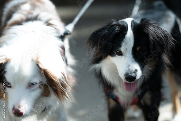 Obraz Dogs