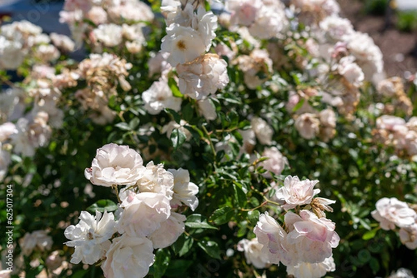 Obraz white cherry blossom