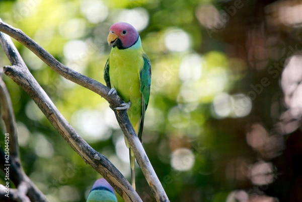 Fototapeta this is a male plum headed parakeet resting on a tree branch