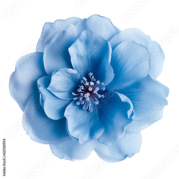 Obraz blue flower isolated on white