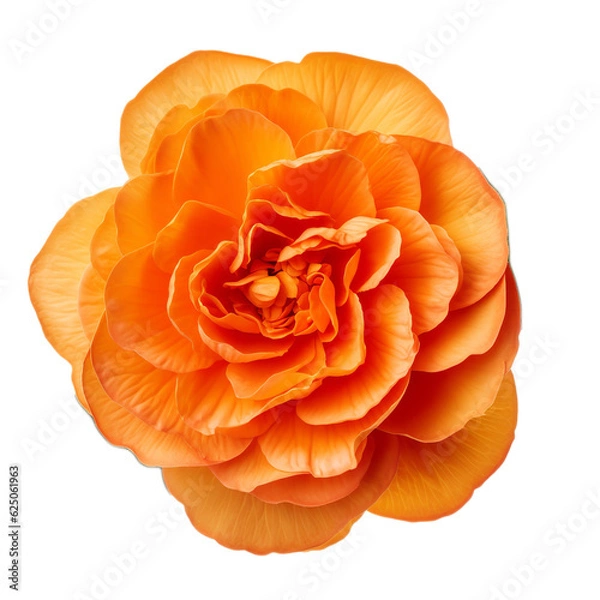Obraz orange flower isolated on white