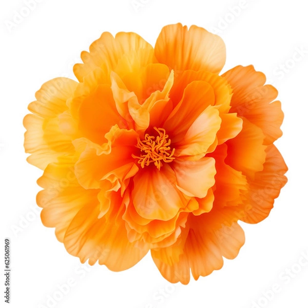 Obraz flower isolated on white background