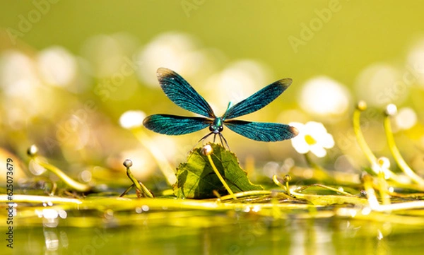 Obraz Dragon fly wings open