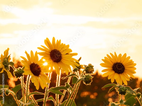 Obraz 夏の夕景、葛西臨海公園_向日葵