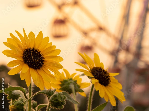 Obraz 夏の夕景、葛西臨海公園_向日葵と観覧車