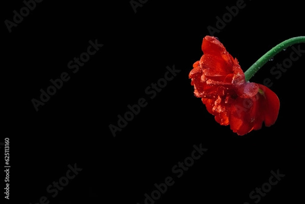 Fototapeta Noise, graininess, out of focus, film effect, red tulip flower on a black background with an empty space for text, copy space, greeting card, cover design element, love, Valentine's Day and March 8